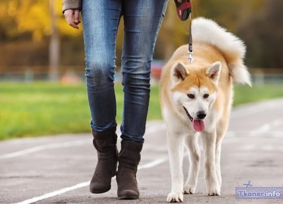 В чем ходить на прогулку с собакой, чтобы было модно, но удобно